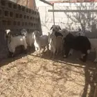 العدد 8 أربع طليان وتيس وثلاث جفار (( الموقع أملج ))