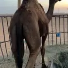 للبيع قعود مجهم مفرود