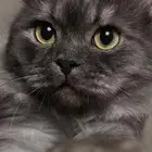 بيع مستعجل قط صغير