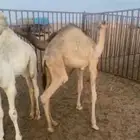 للبيع خيل شعبي وقعدان ع الحليب