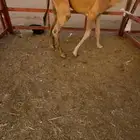 قعدان بلدي مبادي ومنسبات شي كفو