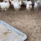 بولش