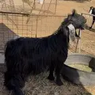 تيس اجم عارضي مشروط ورباع