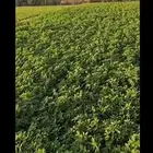 مطلوب بذور برسيم