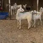عنز خلفه يتبعها ذبايح ودافع