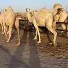 اللقحات وضح طيبة
