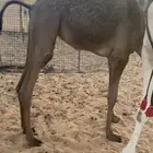 حشوان للبيع على لبن اماتهم