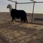للبيع فحل نجدي صنف