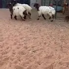 بهم نعيم وحريات طيبه