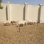 حريات مقاني طيبه من الدرجة الاولى