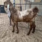 للبيع تيس كاموري