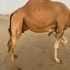 اللي يخبرلي ناقه مموت ولا خفوت