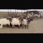 للبيع دفيع فاخره 18 راس