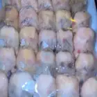 طيور الدخل او (التين)