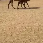 خلفه طيبه