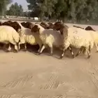 غنم نعيم طيبه للبيع