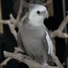 ببغاء كروان