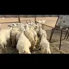 ضان دفيع صفر العدد 35 مع الفحل.
