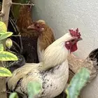 دجاج بلدي للبيع