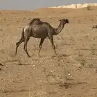 ضروبه كفو حبشاء