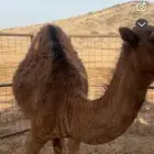 بكره للبيع العمر 8شهور