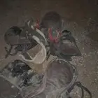 سروج استيتوس اموره جيده