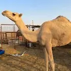 بكره حقه الي بيقني ولا بيذبح طيبه