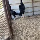 دجاج شامو الماني القنفذه