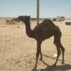 بكره ام اربع شهور