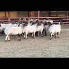 غنم نعيم دفيع واصل