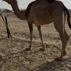 ابل قصب ولاقنا