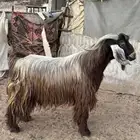 تيس فحل