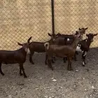 تيوس دهم لبيع