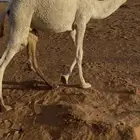 للبيع قعود قصب مفرود