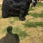 فحل عارضي خصم الخصم تممم البيع