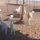 7 رخال اول ولده تحتها 7 طليان