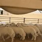 خرفان حريات