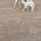 شاه حريه خلفه