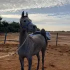 مهره واهو مكس جمال للبيع حفيدة جستس