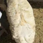 سواكن حري نجدي تربية الطايف