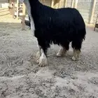 خروف نجدي صنف مشروط