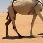 مجهم مغتر