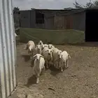 طليان مشاءالله تبارك الله