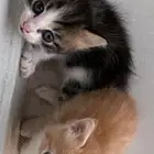قطط مهجن العمر شهرين ونص الصوره كانو اقل من شهر