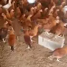ذكور دجاج فرنسي
