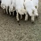 15طليان مناسبات فيه رخل وحده فل شحم وطراف ونظاف ( تم البيع )