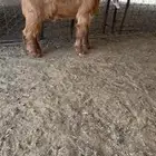 تيس عارضي معرف مشروع فحل
