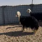 غنم نجد حيل