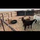 معزا للبيع مع فحلها