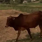 حسيل